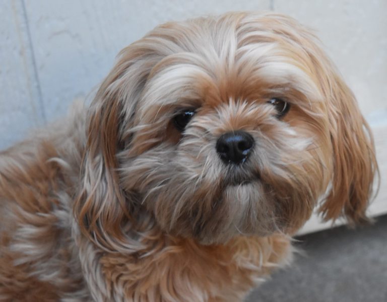 Read more about the article BLAMING an idea