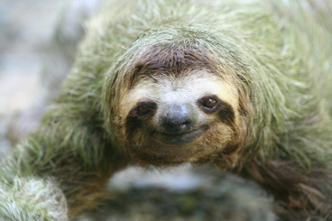 You are currently viewing SLOTHING an idea