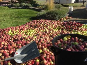 Bumper crop of apples