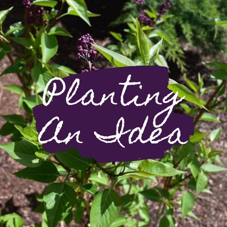 Read more about the article PLANTING an idea