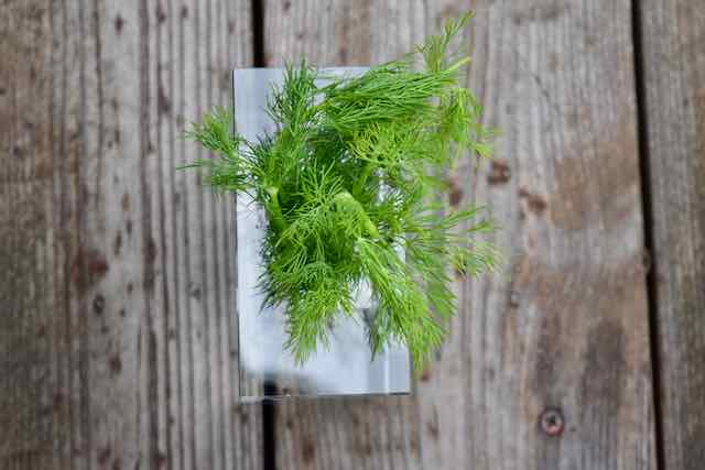 Image Of Dill