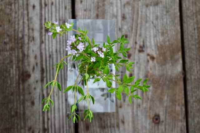 Image Of Thyme