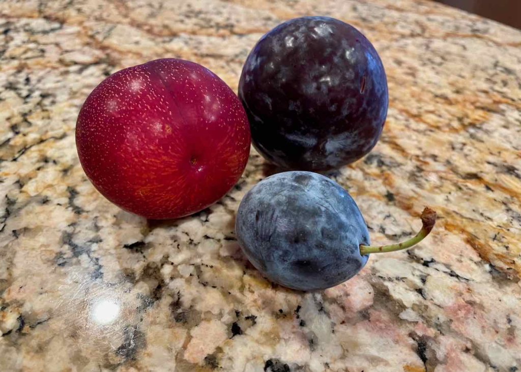 Italian plums are different from other plums.